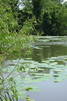 Lily Pads