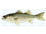 Stripped Bass